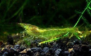 Caridina "Dark Green"