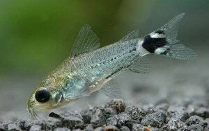 Коридорас пигмей Corydoras_hastatus