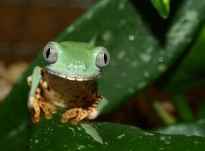 Tiger-leg Monkey Frog