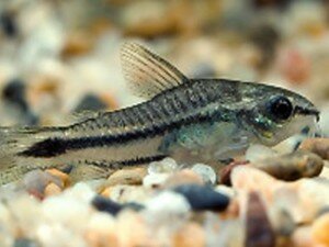 коридорас пигмей Corydoras pygmaeus