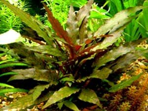 cryptocoryne wendtii brown