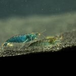 blue berry shrimp