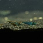 blue berry shrimp