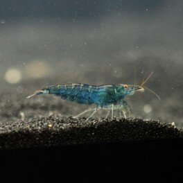 Blueberry Shrimp