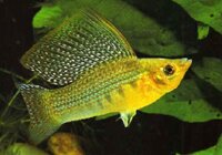 molly-sailfin-yellow