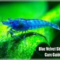 Аквариумная креветка blue velvet shrimp