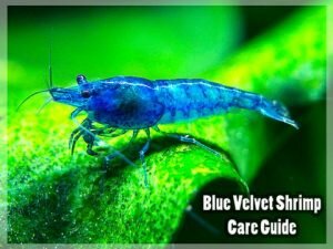 Аквариумная креветка blue velvet shrimp