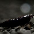 Черная неокаридина (Neocaridina heteropoda var. Black)