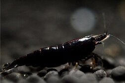 Черная неокаридина (Neocaridina heteropoda var. Black) 