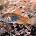 Коридорас венесуэла оранжевый (Corydoras venezuelanus)