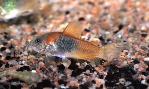 Коридорас венесуэла оранжевый (Corydoras venezuelanus)