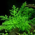 Гигрофила деморфная (Hygrophila difformis)