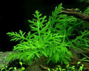 Гигрофила деморфная (Hygrophila difformis)