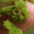 Азолла каролинская (Azolla caroliniana)