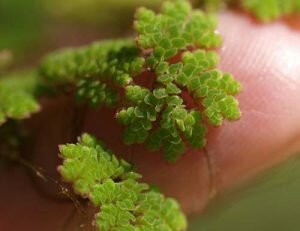 Азолла каролинская (Azolla caroliniana)