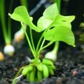 Нимфоидес или водный банан (Nymphoides aquatica)