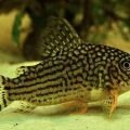 Коридорас штерба (Corydoras sterbai)