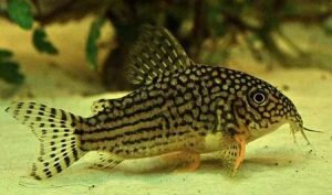 Коридорас штерба (Corydoras sterbai)