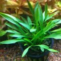 Криптокорина парва (Cryptocoryne parva)