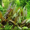 Криптокорина Петча (Cryptocoryne Petchii)