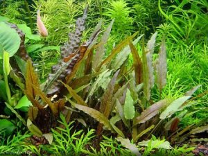 Криптокорина Петча (Cryptocoryne Petchii)