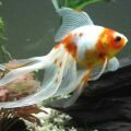 Вуалехвост (Carassius auratus auratus)