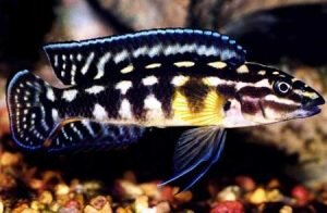 Юлидохромис марлиера (Julidochromis marlieri)