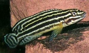 Юлидохромис регана (Julidochromis regani)