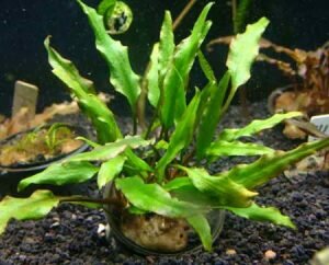 Криптокорина желтая (Cryptocoryne lutea)