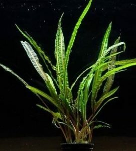 Криптокорина обратноспиральная (Cryptocoryne retrospiralis)