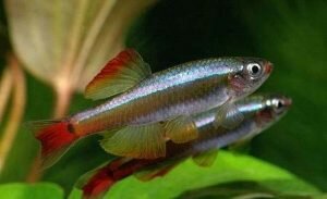 Кардинал (Tanichthys albonubes)